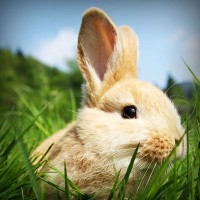 /album/archerbauer/photolia-a03-jpg/